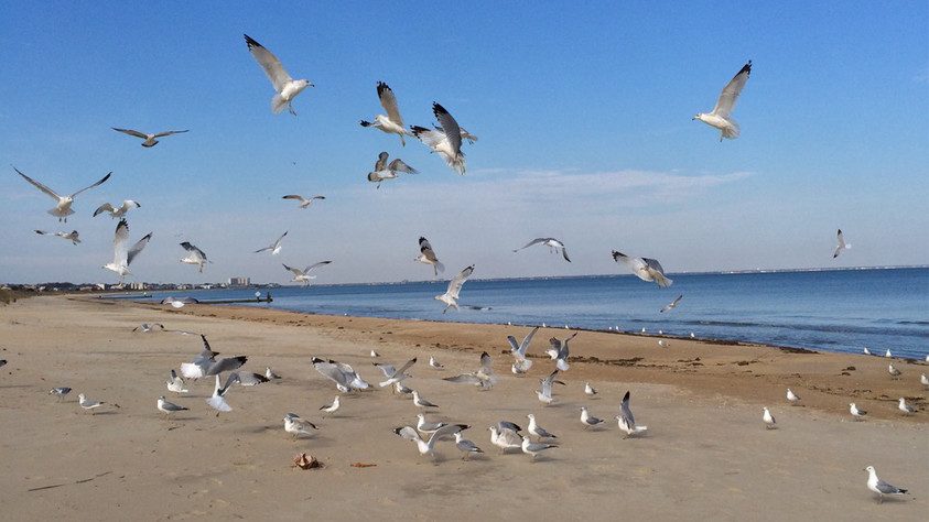 Gaviotas en una playa