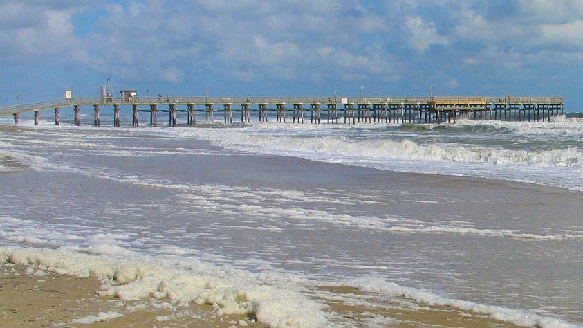 Goélands sur une plage