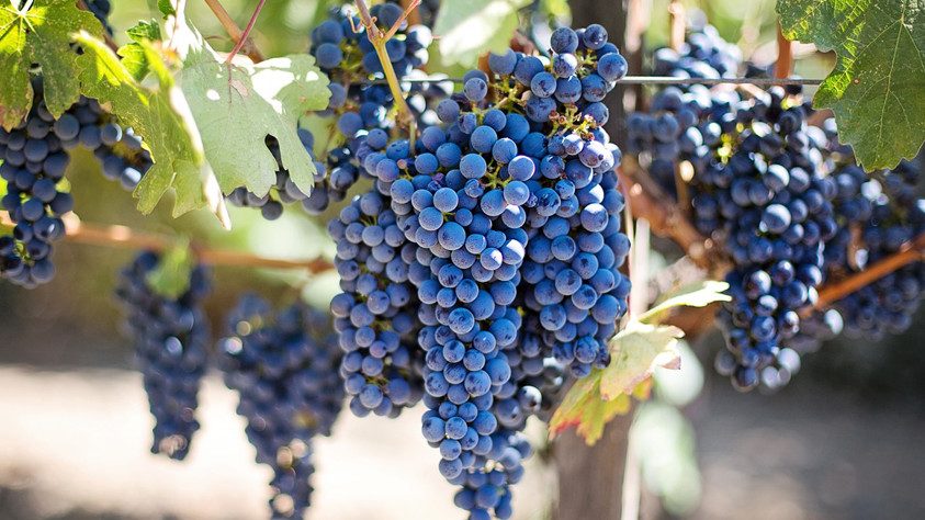 Bunches of wine grapes on the vine.