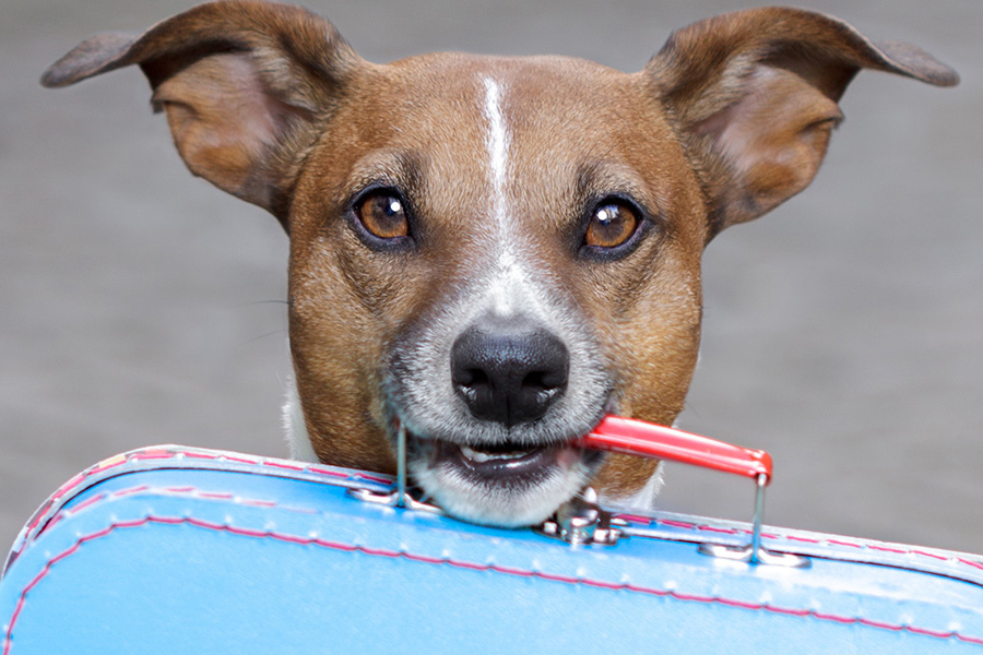 A dog holds a briefcase in its mouth