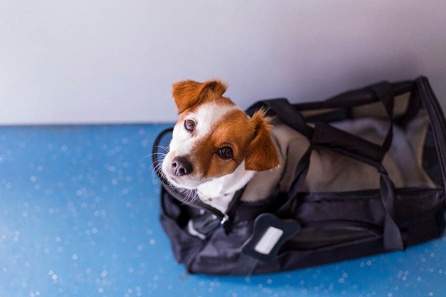 A dog holds a briefcase in its mouth