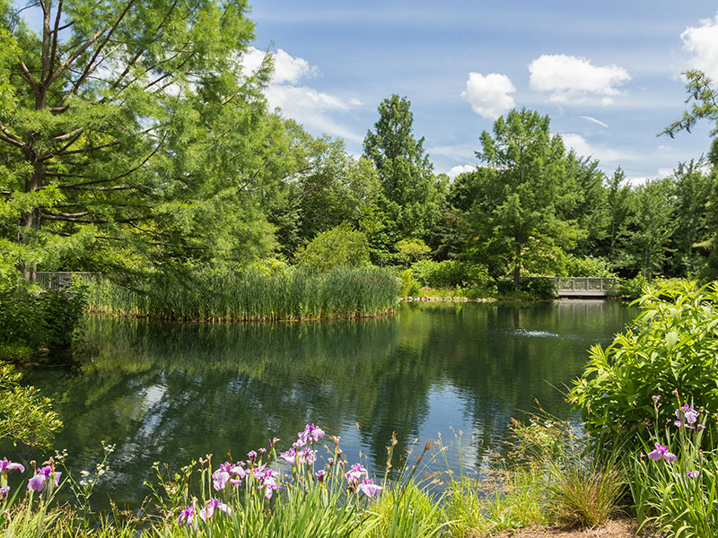 A scenic view of Lewis Ginter Botanical Garden surrounding a lake. 