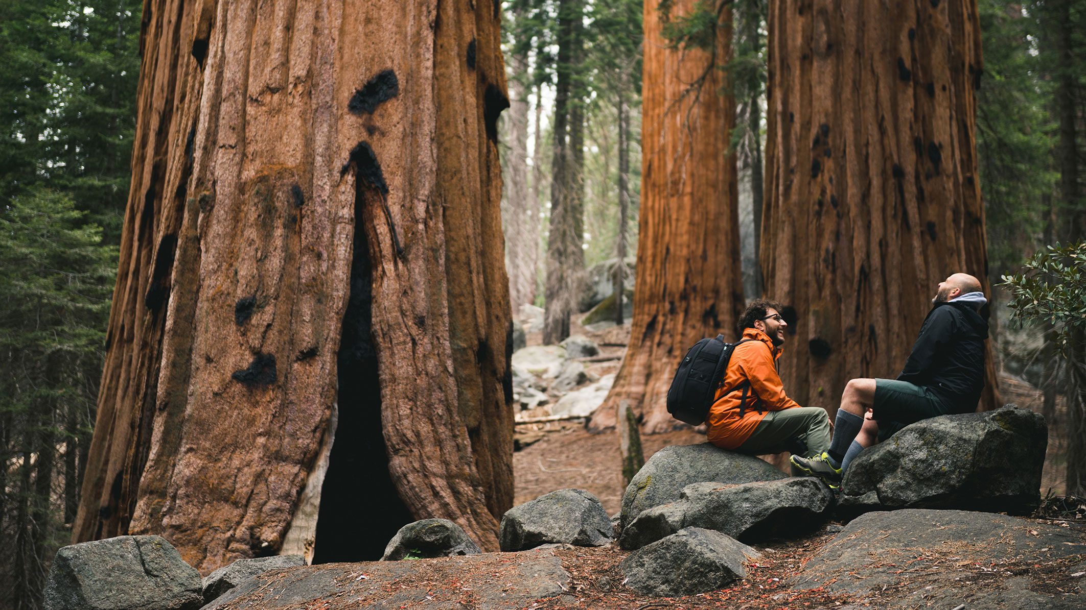 两人在 California Redwood Forest中徒步，周围环绕着参天巨树。