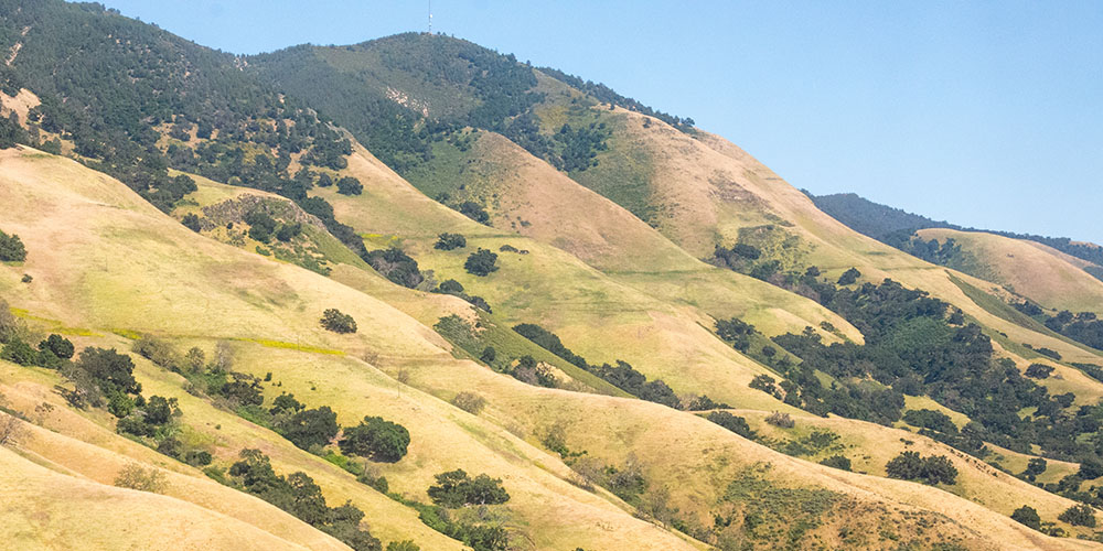 Coast Starlight view of rolling amber and green hills