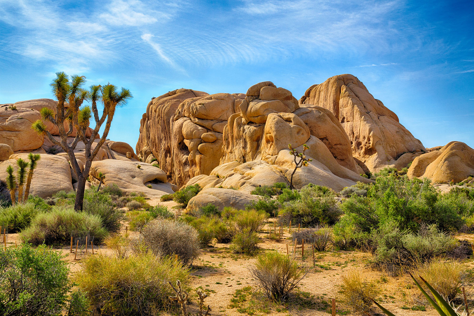 Vue du désert du Parc national Joshua Tree