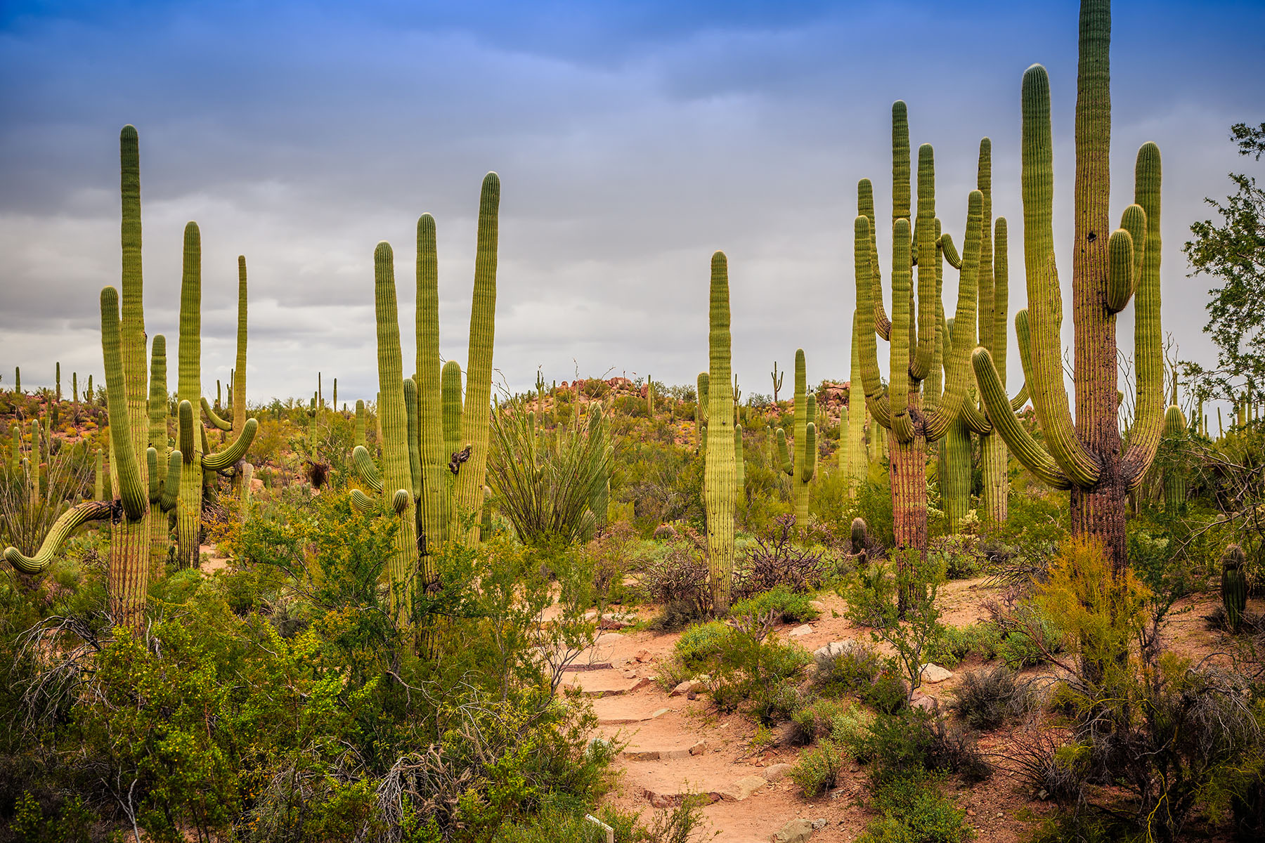 Vue d’un champ de cactus du Parc national Saguaro