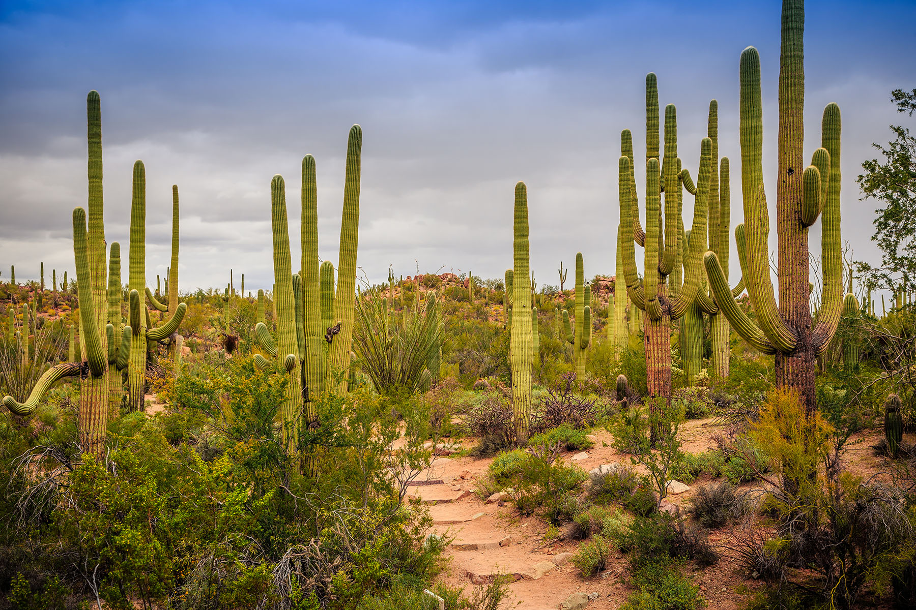 Saguaro国家公园仙人掌景观