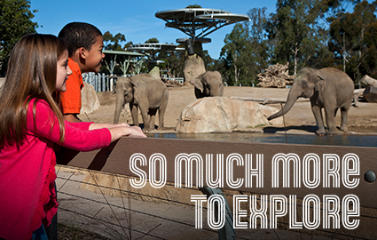 Ride the Pacific Surfliner to the San Diego Zoo | Amtrak