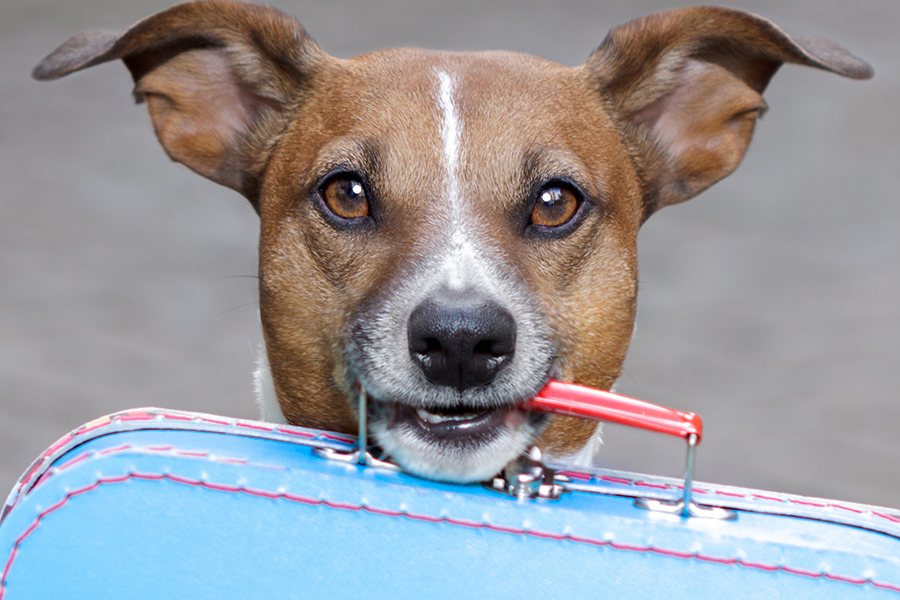 small dog holding a small suitcase by its handle in its mouth