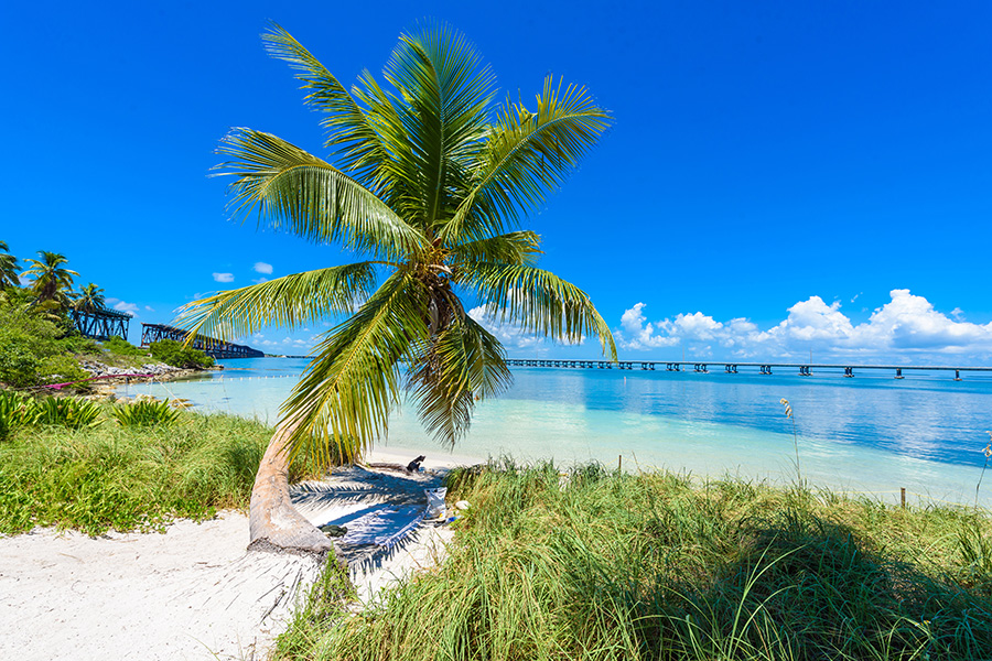Palmiers sur la plage des Florida Keys pendant la journée